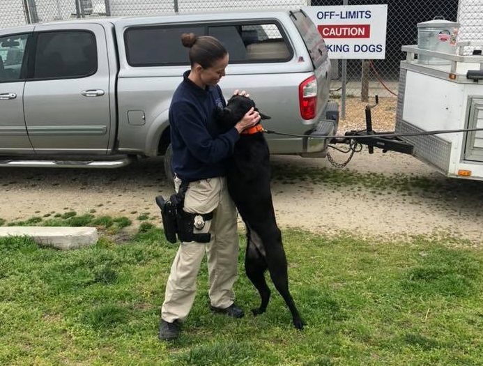 MPO Brittany Lewis is pictured with Fenway, a 10-month-old black lab, who was recently donated to the Newport News Police Department's K-9 Unit in honor of fallen officer, Katie Thyne. (WYDaily/ Courtesy of American K-9 Interdiction, LLC)