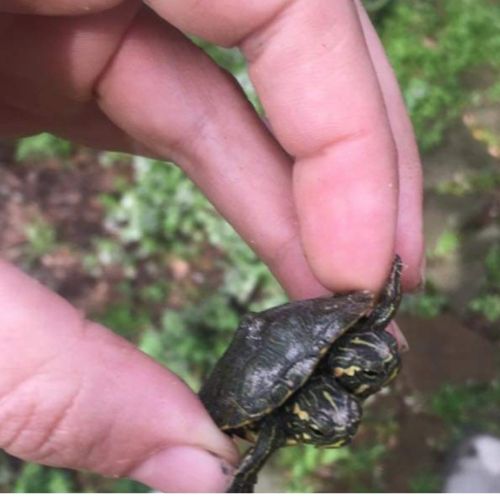 The Virginia Living Museum has adopted a rare two-headed baby turtle. (WYDaily/Courtesy VLMS)