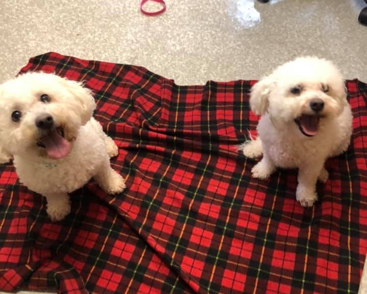 Jessica and Pierre, a pair of bonded Bichon Frises, found their "fur-ever" home Memorial Day weekend. (WYDaily/ Courtesy of the Animal Medical Care Center's Facebook page)