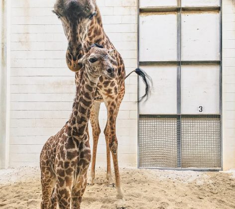 (WYDaily/Courtesy of The Virginia Zoo)
