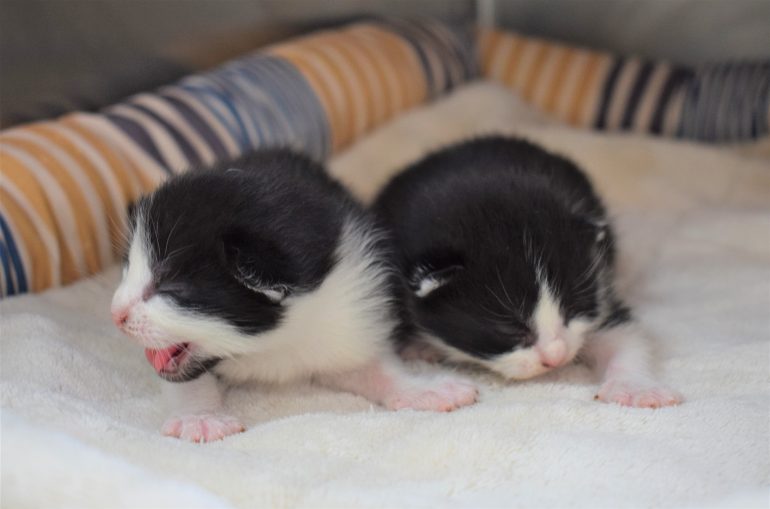 While some of the cats have already been posted for adoption, many of the kittens and mothers will remain in foster care for the time being. (WYDaily/Courtesy Jennifer LaFountain)
