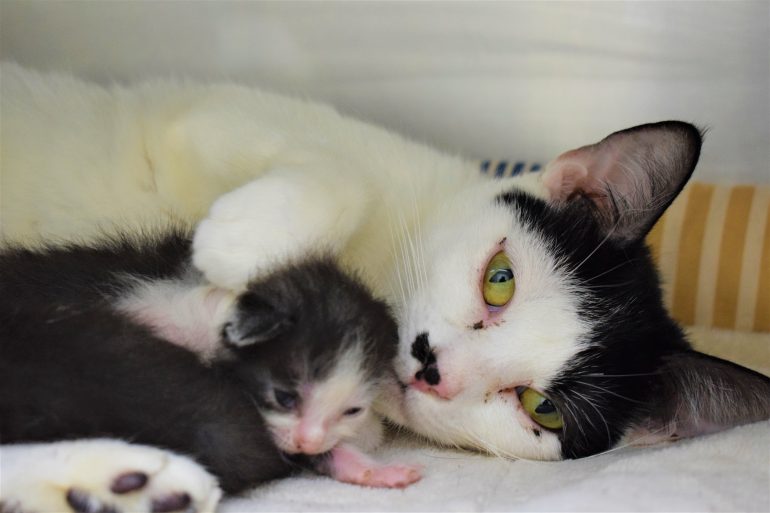 The Heritage Humane Society is working to re-home 14 cats, including two mothers and kittens, that were recently surrendered from a hoarding situation. (WYDaily/Courtesy Jennifer LaFountain)