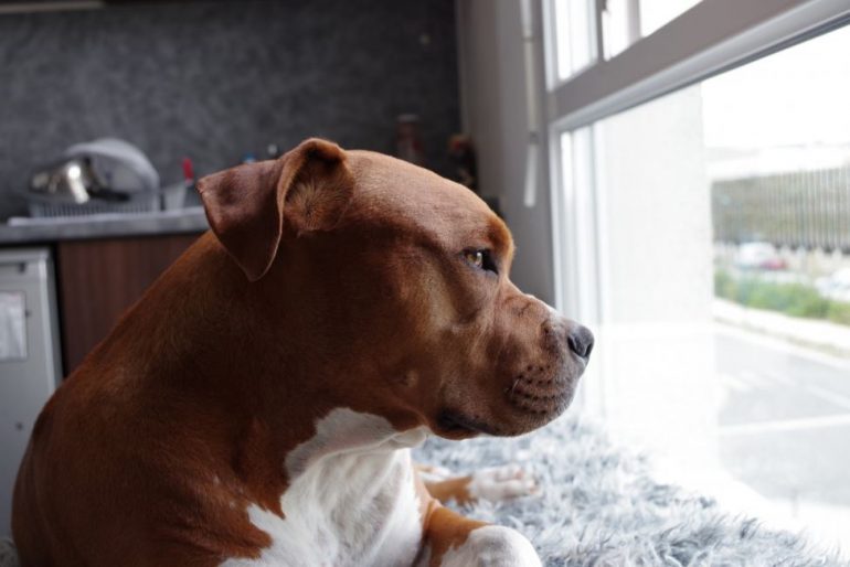 As many return to the office, some pets might face separation anxiety.(WYDaily/PxHere)