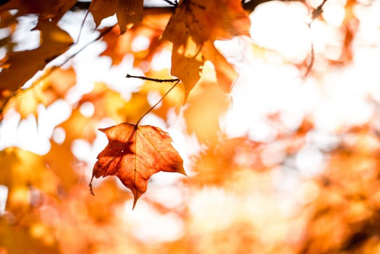 James City County Parks and Recreation has lots of classes to choose from in October. (WYDaily/ Courtesy of Unsplash)