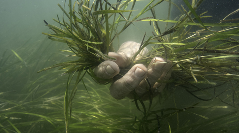 A researcher collects eelgrass shoots in order to collect their seeds for planting in other, still barren, areas. (WYDaily/Courtesy of Jay Fleming, VIMS)