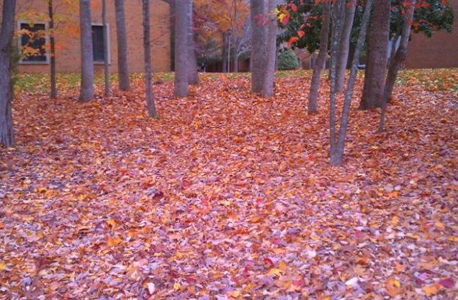 Leaves are falling in the Historic Triangle. Do you know where to drop off your bagged leaves? (WYDaily/ Courtesy of James City County)