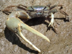 Fiddler crabs live in salt marshes, mangroves and beaches worldwide. Males have a giant claw to attract females and fight rival males. Their name derives from the male's habit of using its small claw to carry food from the ground it to its mouth. When the small claw moves past the large one, the crab appears to be “fiddling.” © D.S. Johnson/VIMS.© (WYDaily/Courtesy of D.S. Johnson/VIMS)