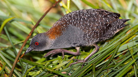 Marsh-dwelling black rails are more often heard than seen, and they aren’t heard very often. William & Mary’s Center for Conservation Biology led a decades-long effort that culminated in the eastern black rail’s listing as “threatened” on the Endangered Species List. (WYDaily/ David Seibel courtesy of William & Mary)
