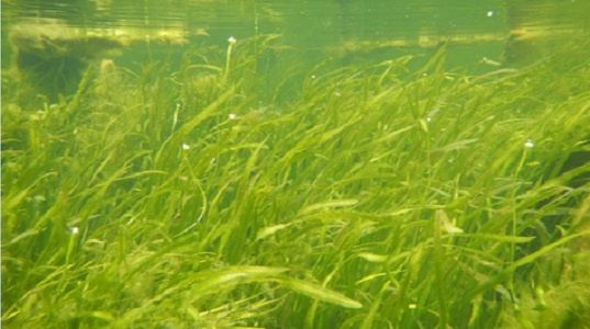 Biodiversity, like that shown in this mixed seagrass meadow, increases ecosystem resilience. Underwater photo from the tidal freshwater flats of the upper Chesapeake Bay near the Susquehanna River mouth. (C. Gurbisz/St. Mary’s College/VIMS/WYDaily)