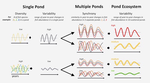 Conceptual diagram using fish in ponds to illustrate how variability propagates from small to large scales. Click for larger version. (VIMS/WYDaily)