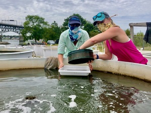 Graduate student Alyson Hall and post-doctoral researcher Enie Hensel prepare seagrass seeds for planting while following COVID masking requirements. (C. Patrick/VIMS/WYDaily)