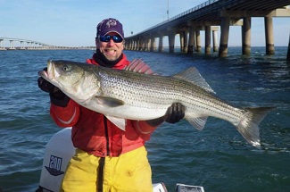 VIMS scientists are looking for photos of fish, like this striped bass held by Paul Richardson of Yorktown, to help train their machine-learning model. They particularly seek photos of infrequently caught species. (VIMS/WYDaily)