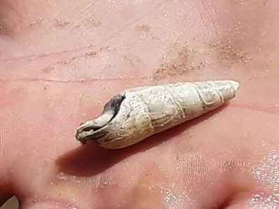 fossil finds
