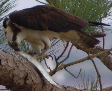 osprey