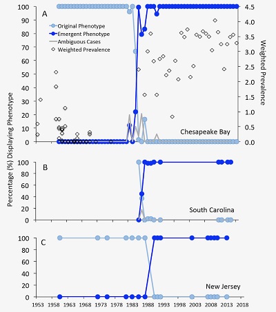 The sharp transition from the original form of Dermo (light blue) to contemporary (dark blue) in Chesapeake Bay (A), South Carolina (B), and New Jersey (C). Weighted prevalence in the Virginia panel is a conventional measure of Dermo disease in oyster populations, and shows that the change in Dermo's form in Virginia coincided with the increase in Dermo prevalence within Bay oysters. (R. Carnegie/VIMS/WYDAILY)