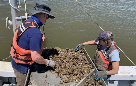 Dr. Ryan Carnegie (L) and postdoctoral research associate Lúcia Safi collect oysters from the waters of the Chesapeake Bay as part of their long-term study of Dermo disease. (P. Richardson/VIMS/WYDAILY)
