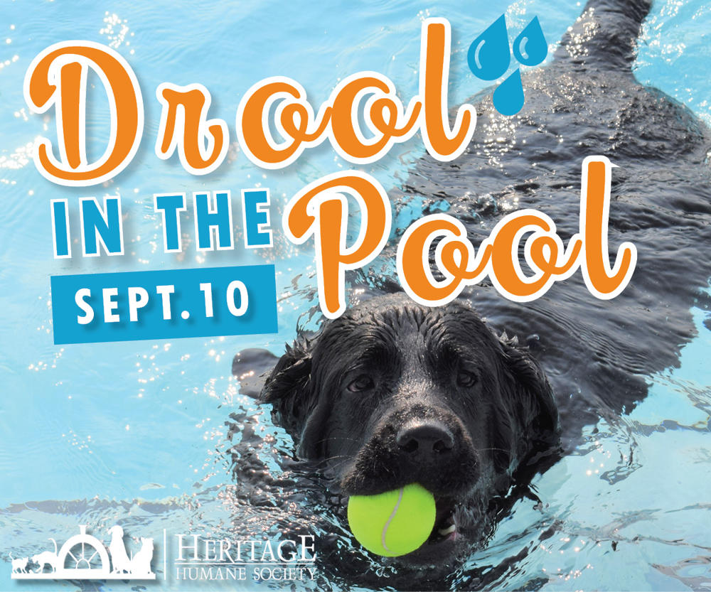 Furry Friends Feature: Make a Splash at Drool in the Pool ...