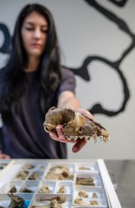 Assistant Curator Emma Derry holds a dog mandible in the Jamestown artifact collection.