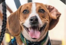 ICYMI: Ferris’ Day Off: Tips For a Dog Safe Summer