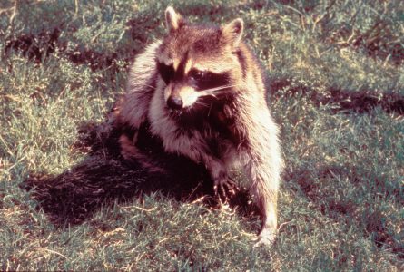 rabid raccoon