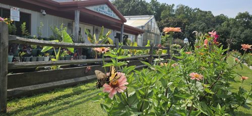 (Courtesy Brent & Becky's Bulbs)