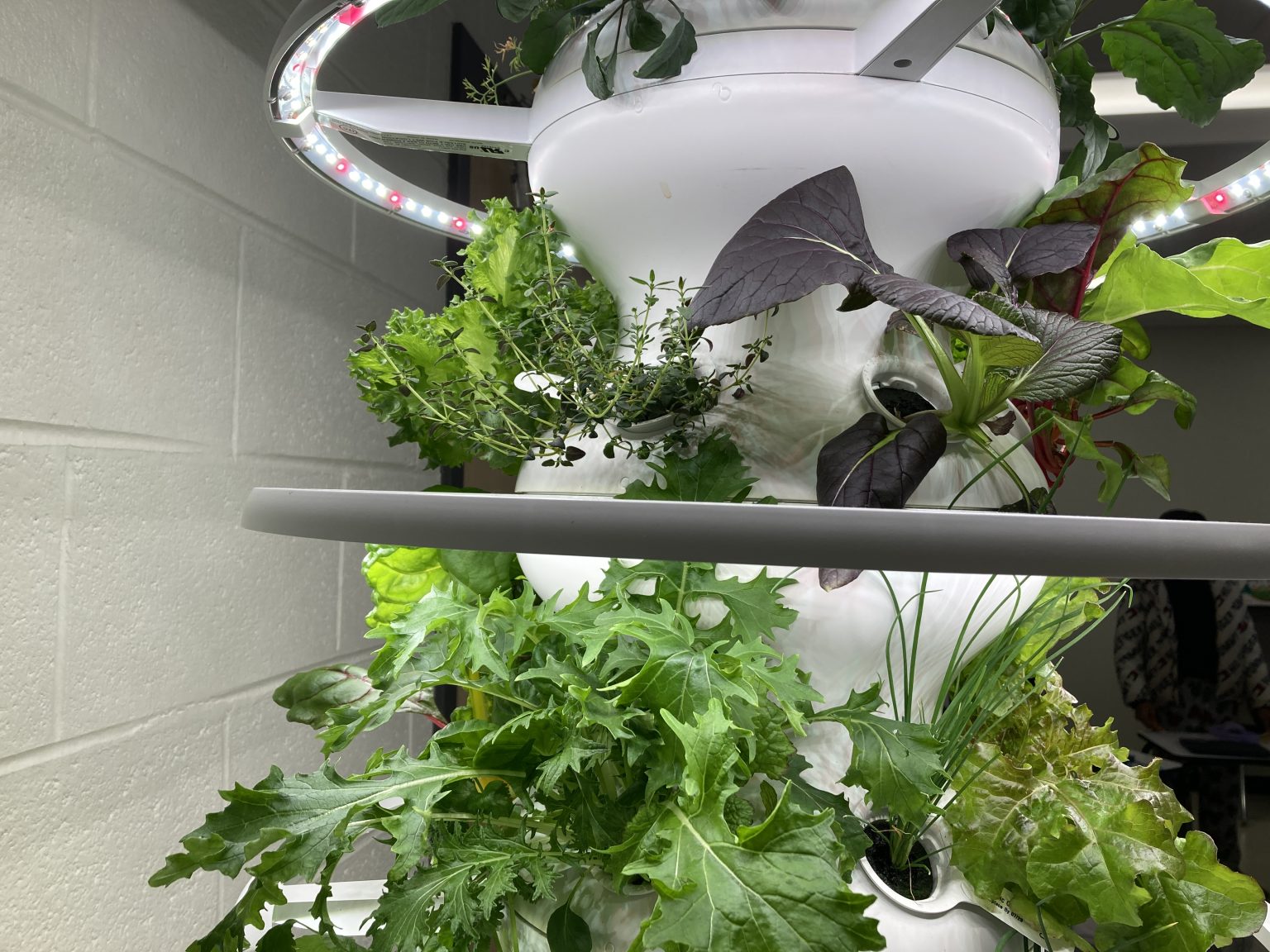 Whole Kids Grant Helps WJCC Schools Launch Edible Education Garden