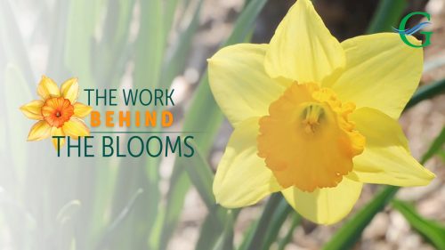 Gloucester to Release “Behind the Blooms” Documentary about the