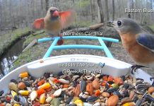 Catch a “Peek at the Wild” with One Williamsburg Resident’s New YouTube Channel