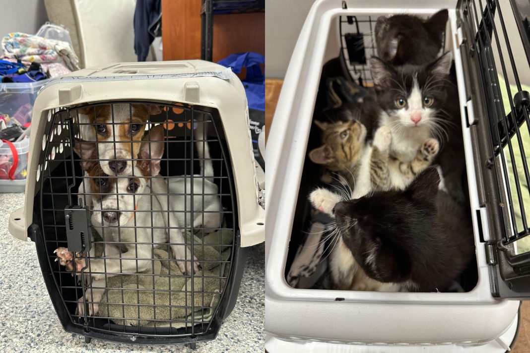 Heritage Humane Society Emergency Closure Extends for Another Week, Help Still Needed