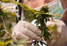 Another year, another Va. retail cannabis market veto leaves businesses, the public with few options