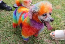 Williamsburg Pride event brings crowd to Jamestown Beach Event Park