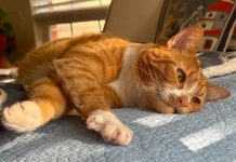 Williamsburg cat reaches finals of national pet competition