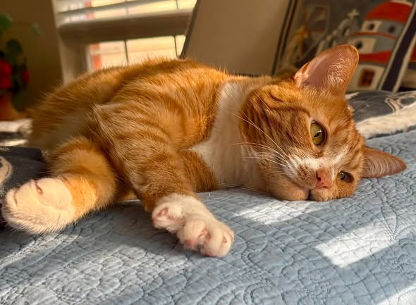 Williamsburg cat reaches finals of national pet competition
